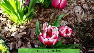 Lale Soğanı - Tulips 2023 Çeşitlerimiz