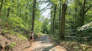 Walk in the beautiful Schönbuch forest near Herrenberg, Germany 2023 | Forest sounds & ambience