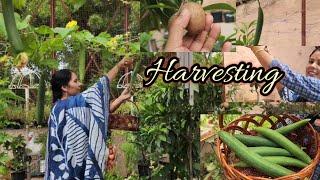 Organic vegetable,fruit harvesting छोटी छोटी खुशी  relaxing Gardening