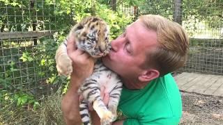 Little tigers cubs - striped happiness. Taigan.