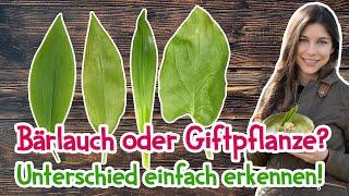 Bärlauch oder Giftpflanze? So erkennst du den Unterschied in Sekunden! ️ #garten #bärlauch