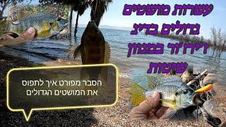 דיג בז'ירז'ור מושטים גדולים בכנרת + הסבר איך לתפוס את המושטים הגדולים.