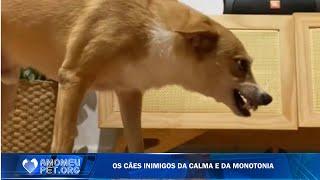 Os maiores inimigos dos cachorros ️ - Documentário - Jornalzinho Amo Meu Pet