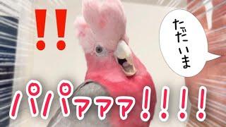 パパが出張から帰ってきて感情が爆発してしまうオウムww【モモイロインコ】