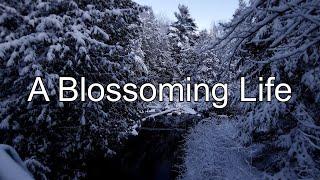 1/2/2022 A Blossoming Life