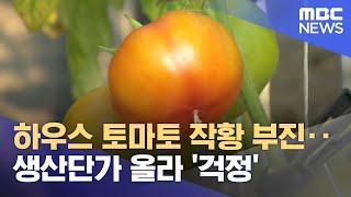 하우스 토마토 작황 부진‥생산단가 올라 '걱정' (2022.02.28/뉴스투데이/MBC)