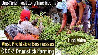 How to Start Business Drumstick Farming - How to Grow ODC 3 Moringa Step by Step - Drumstick Farm