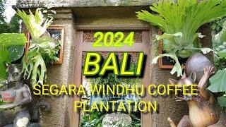 【Jalan-jalan ke Bali '24】SEGARA WINDHU COFFEE PLANTATION