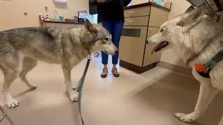 Took Two Wolfdogs to the Veterinarian and This is What Happened