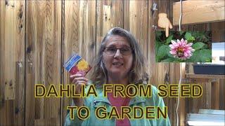 Growing Dahlia from Seed To Garden /  Dahlia Tubers