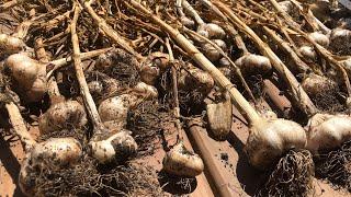 How to Cure Process and Store Garlic for Maximum Storage Life