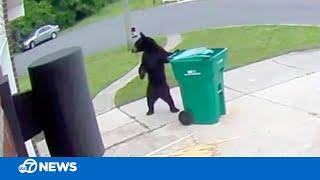 Smarter-than-average black bear wheels trash bin up driveway of Florida home