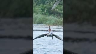 Insane pelican tries to steal a fish from an Osprey!! #nature