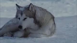 husky белый плен  ( трогательныи клип)