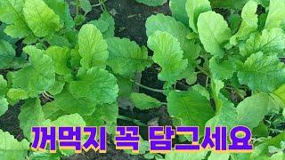 무 배추 심고 3주