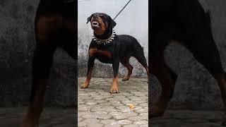 Angry Rottweiler part 1 | #rottweiler  #viral #viralshorts #shorts #ytshorts