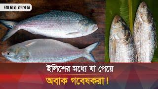 ইলিশে নতুন ব্যাকটেরিয়ার সন্ধান, গবেষকরা অবাক | Hilsa | Bacteria | Bhorer Kagoj