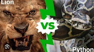 Lion,King VS The world's biggest Python in 2023. *Must Watch* 