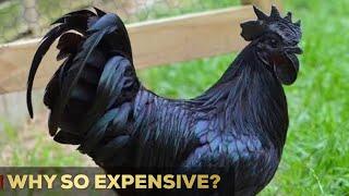 Why Are Ayam Cemani Chickens So Expensive? | 7 Reasons | So Expensive.