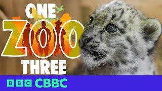 Meet Zaya & Attan the Cutest Snow Leopard Cubs! | One Zoo Three | CBBC