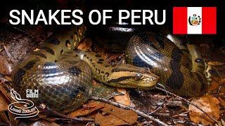 Snakes of Peru, 5 species from the Amazon rainforest, anaconda, aquatic coral snake and more