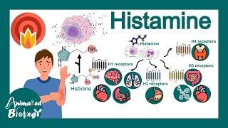 Histamine and histamine antagonists | How antihistamines work? | USMLE step 1