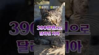 전체임플란트 빠르게 신청! 390만원으로 달라진 치아! #전체임플란트 #임플란트 #치과 #이빨 #치아건강 #임플란트치과 #치과추천 #고양이 #cat  #shorts