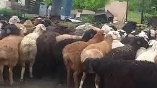 ТЕЗ КАБАР МОСКВАДАН