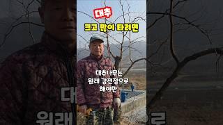 왕대추나무 전정 괴산 농튜브 자연울림 #shorts