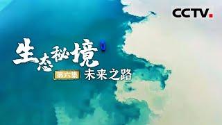 《生态秘境》第6集 生态保护意识从古代就开始了 石碑上发现刻着劝诫后人的标语：不滥伐树木 不毒害江鱼【CCTV纪录】