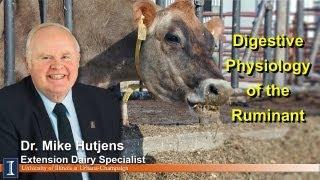 Digestive Physiology of the Ruminant