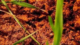 Fire Ants Across TN