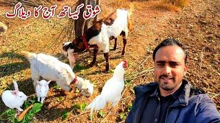 Shoq K Sath Aj Village Life Daily Routine MB Vlogs