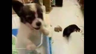 阿偉你的狗在唱歌 feat.計畫通行