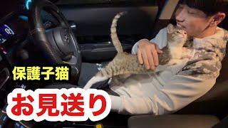 子猫とお別れギリギリまでお見送りに行きました/トライアルに入る保護子猫なるみ