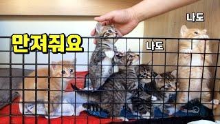 낯가림 0%, 사람을 너무 좋아하는 아깽이들