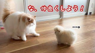 勇気を出して猫から子犬に仲良くしよう！とアピールをした結果こうなったw 【成長記録10】