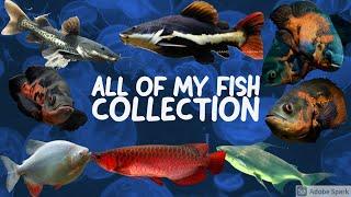 All Of My Monster Fish Collection