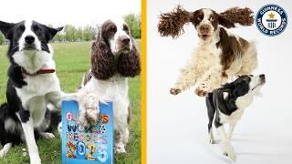 Bonnie and Simba: The World's Smartest Dogs - Guinness World Records