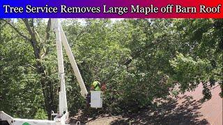 Tree service removes large maple tree off of barn roof