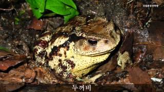 두꺼비 울음소리_Asian toad_sound_국립환경과학원