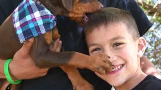 REYA “VIOLET” VON ROCHA (Redbone Doberman Pinscher) Adoptive Family comes to pick up their Puppy