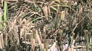 Jack Snipe (Lymnocryptes minimus)  in the Reeds