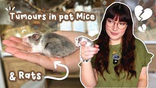 All about Tumours in pet Mice & Rats