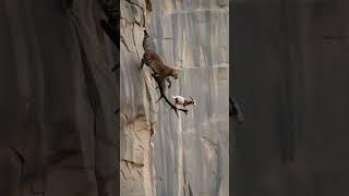 Leopard vs. Goat: The Most Unbelievable Chase on a Cliff!  #shorts #shortvideo #goat #goatclimbing