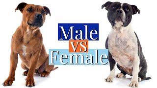 MALE VS FEMALE STAFFY: 3 KEY DIFFERENCES