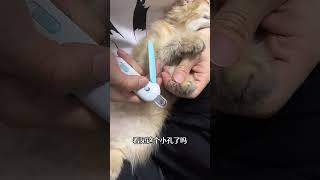 有了这个指甲刀，再也不怕剪到猫咪的血线了！猫咪剪指甲 萌宠好物 新手养猫