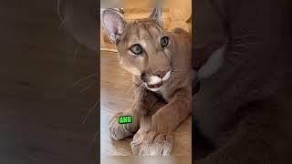 Mountain lion waits for beloved owner ️