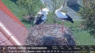 Bociany - Stork nesting - Parish Cerklje na Gorenjskem, Słowenia - 11 09 2024