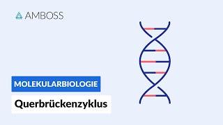 Querbrückenzyklus - Biochemie - Physiologie - AMBOSS Video